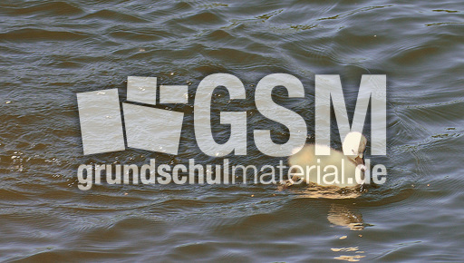 Höckerschwanküken (16).jpg